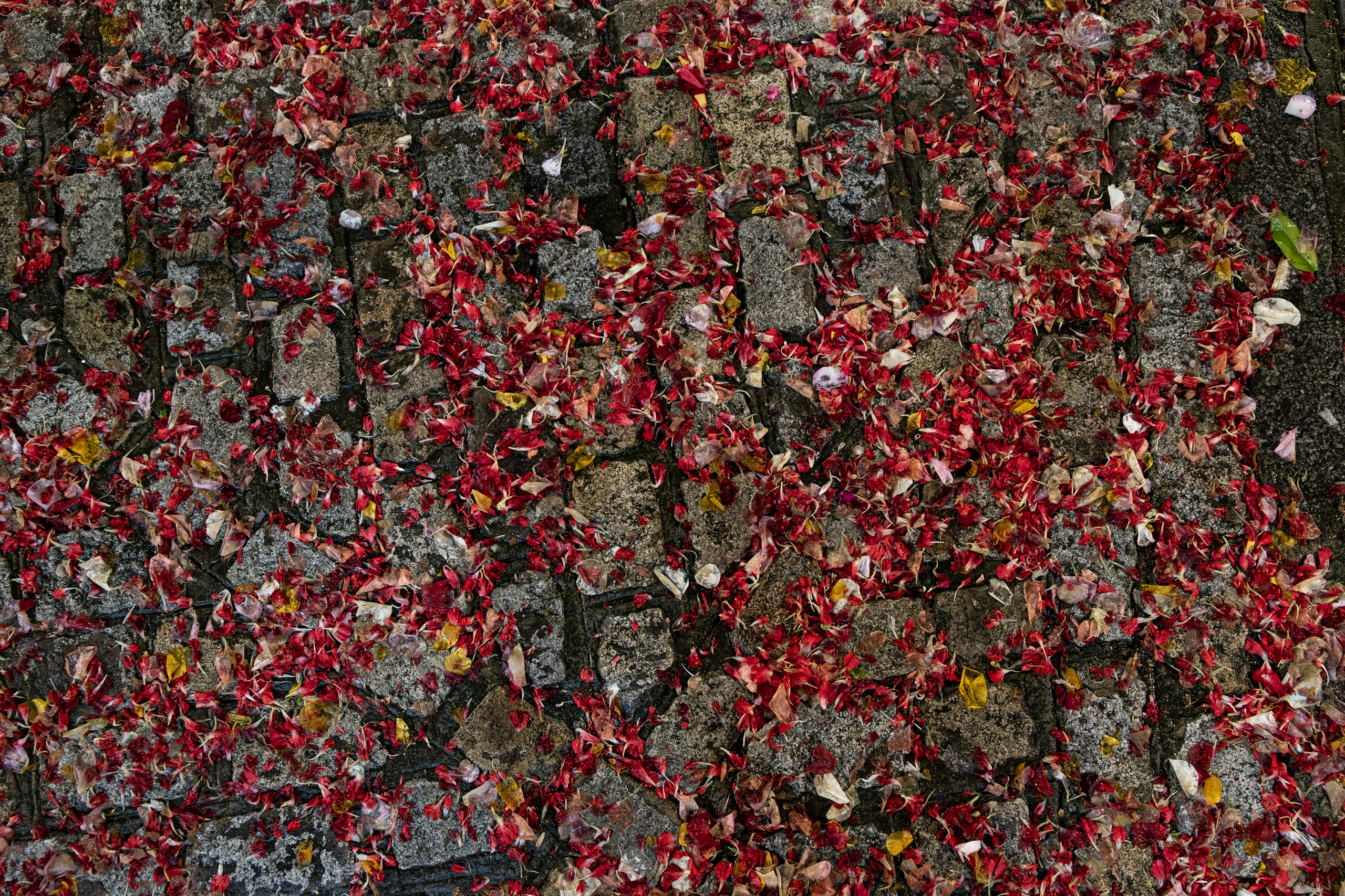 Blütenblätter auf dem Pflaster – Spuren der Prozession